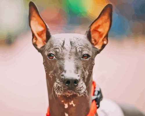 Mexican Hairless Puppy Paint By Numbers