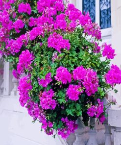 Purple Geraniums Flowers In Pot Paint By Numbers