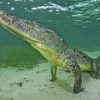 Underwater American Crocodile Paint By Numbers