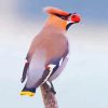 Waxwing Bird Eating Fruit Paint By Numbers