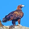 Wedge Tailed Eagle Paint By Numbers