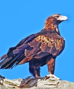 Wedge Tailed Eagle Paint By Numbers