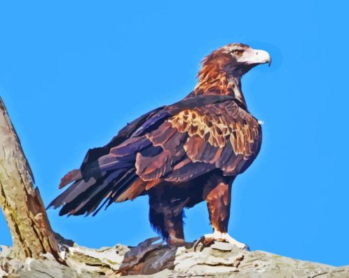 Wedge Tailed Eagle Paint By Numbers