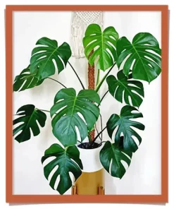 Plants